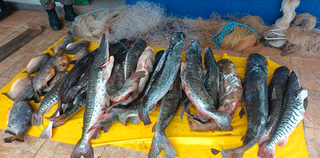 Peixes que foram apreendidos pelas equipes da Polícia Militar Ambiental (Foto: divulgação / PMA)