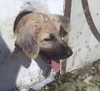 Arte de filhote: vira-lata fica preso em buraco para vigiar vizinhança