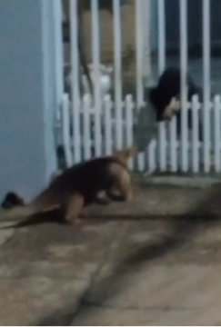 Tamanduá-mirim vai até a cidade, visita cachorros e volta para margens do rio