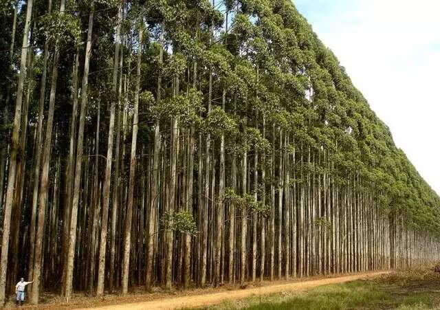 Setores de floresta e varejo oferecem vagas para jovens aprendizes em MS