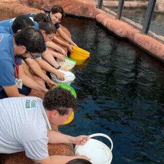 Equipe do Bioparque Pantanal solta tucunarés em tanque (Foto: Reprodução/Redes Sociais)