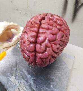 Cérebro falso é um dos projetos desenvolvidos no curso. (Foto: Arquivo pessoal)