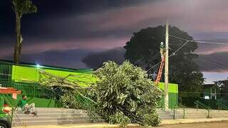 Árvore caiu no Bairro Mendes Mourão. (Foto: Maikon Leal/Coxim Agora)