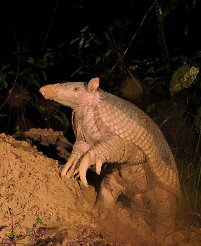 Novidade na &aacute;rea: novo tatu-canastra &eacute; encontrado no Pantanal ap&oacute;s 13 anos 