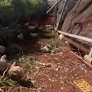 Caminhão carregado de frangos tomba e deixa dezenas de aves mortas