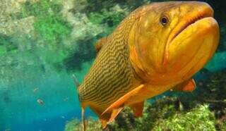 Validade da Legislação que proíbe pesca do dourado termina no dia 10 de janeiro de 2024 (Foto: Divulgação)