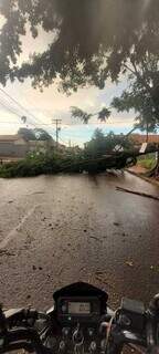 Árvore de grande porte caiu no bairro Caiobá durante chuva rápida desta terça-feira (Foto: Direto das Ruas)
