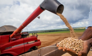 Plataforma de colheitadeira descarrega feijão durante safra passada; grão deve produzir 3 milhões de toneladas no atual ciclo. (Foto: Arquivo/Agência Brasil)