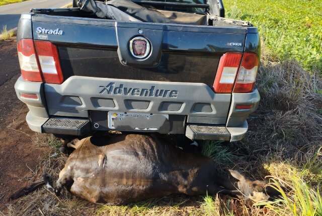 Motorista n&atilde;o consegue frear, atropela e mata quatro novilhas em rodovia