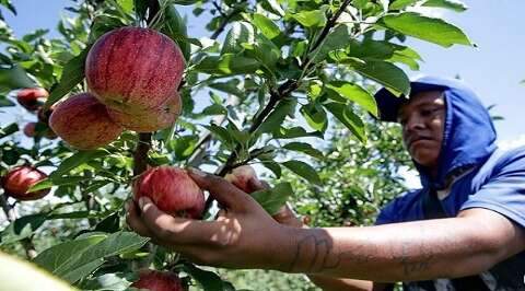 Funtrab regulariza 5 mil indígenas de MS para colheita de maçãs no Sul