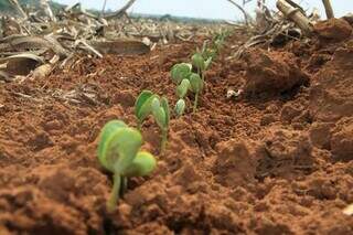 Por más condições climáticas, Mato Grosso do Sul teve de replantar cerca de 107 mil hectares de soja. (Foto/Divulgação/Semadesc)
