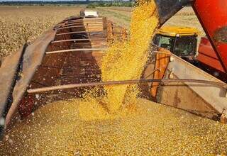 Colheitadeira descarrega milho na safra 2023; produção local, segundo o Siga-MS, chegou a 14 milhões de toneladas. (Foto: Divulgação/Aprosoja-MS)