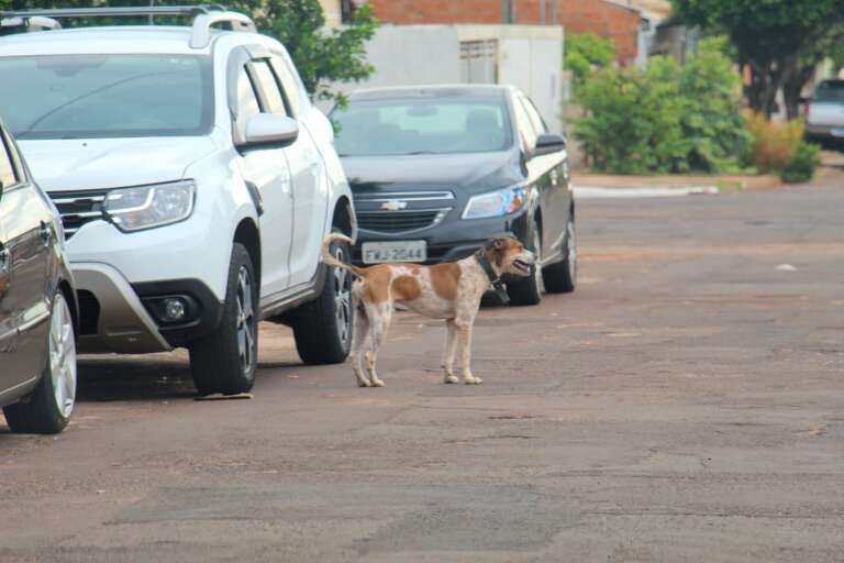 Campo Grande News