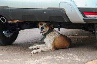 Cachorro embaixo de veículo no Bairro Santo Amaro. (Foto: Juliano Almeida)