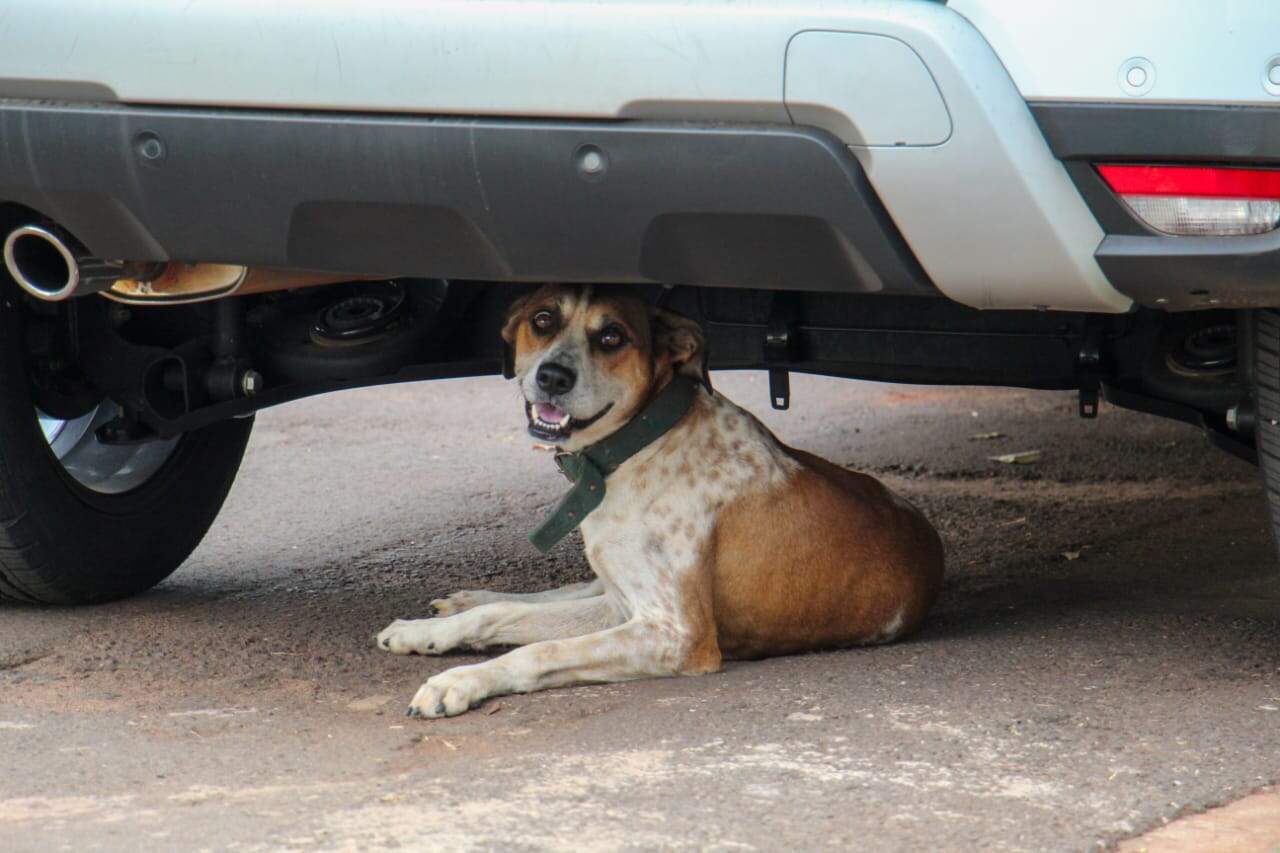 Famoso por invadir carros, cachorro reencontra tutora e volta para casa