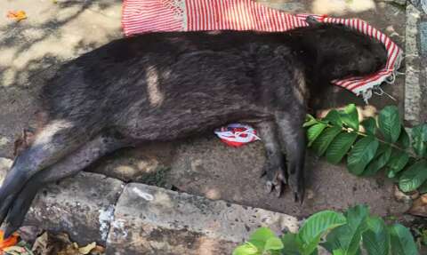 Após capivara ser atropelada, morador pede mais cuidado aos motoristas 