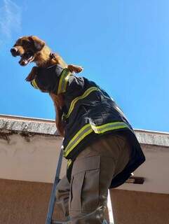 Ap&oacute;s dias preso em telhado com 5 metros de altura, c&atilde;ozinho &eacute; resgatado