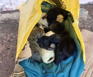 Gatos deixados em sacola, em frente de casa no Bairro Parque Novos Estados (Foto: Divulgação/Direto das Ruas)