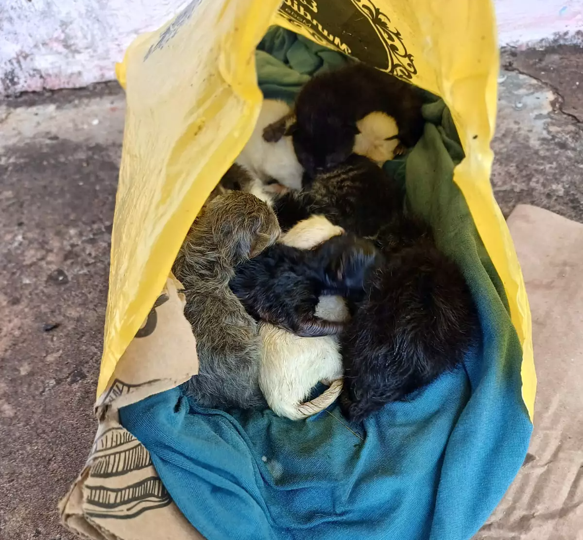 Moradora encontra dez filhotes de gato abandonados dentro de sacola 