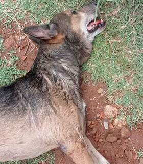 Cão agonizou até a morte, antes da chegada do socorro (Foto: PCMS/Divulgação)