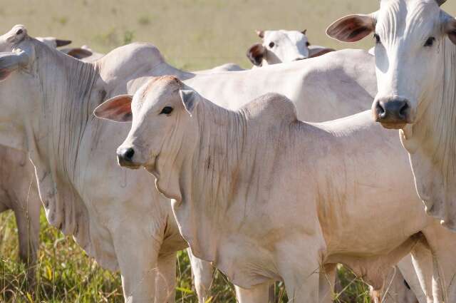 Abate de bovinos precoces cresce em 2023 e já atinge 40% da produção de MS