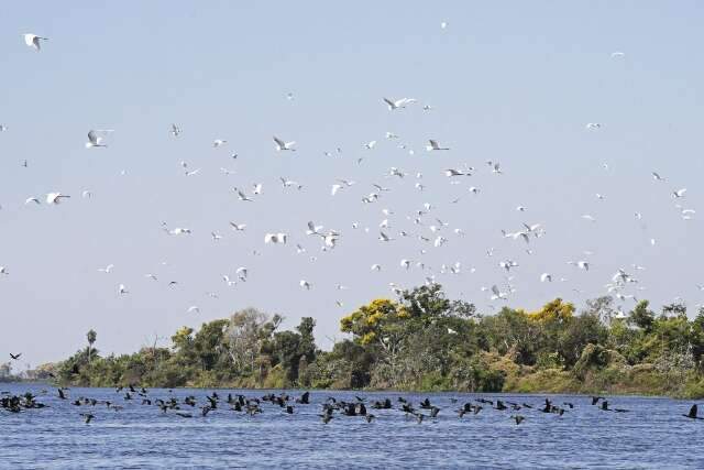 Lei do Pantanal passar&aacute; a valer no dia 18 de fevereiro j&aacute; com regulamenta&ccedil;&atilde;o