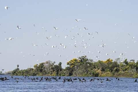 Lei do Pantanal passará a valer no dia 18 de fevereiro já com regulamentação