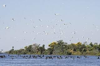 Diversidade de aves brancas e pretas voando sobre o Rio Paraguai, no Pantanal sul-mato-grossense (Foto: Bruno Rezende/Ascom GovMS)