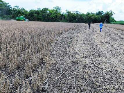 Estiagem afetou 500 mil hectares de soja em MS, confirma boletim 