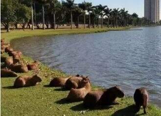 &ldquo;Contemple sem se aproximar&rdquo;, alertam especialistas ap&oacute;s ataque de capivara 