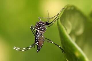 Mosquito Aedes aegypti pousado em uma folha e visto com uma lente de aproximação (Foto: Fiocriz)