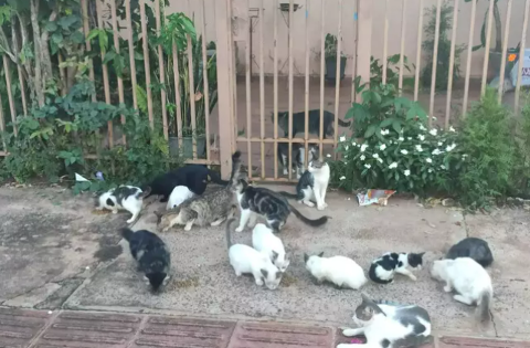 Prefeitura busca entidade para castrar gatos de rua e cães com mais de 15 kg