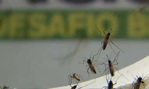 MS está entre 6 estados com maior queda em casos de dengue na 1ª quinzena do ano
