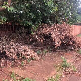 Restos de árvore ocupam calçada da Rua José Soares de Araujo, no Núcleo Hab. Buriti (Foto: Direto das Ruas)