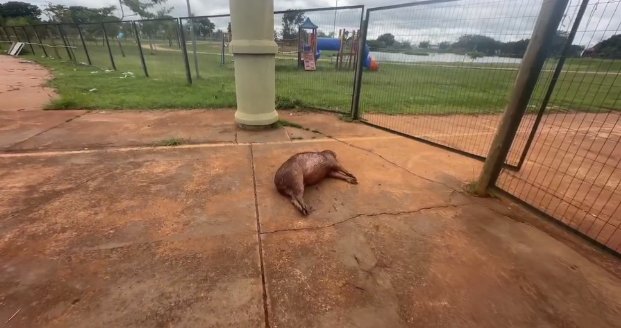 Capivara &eacute; encontrada morta com tiro na cabe&ccedil;a em parque