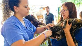 Agente da Subea vacina gata em edição passada de mutirão veterinário (Foto: Divulgação)