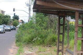 Mato alto prejudica visão de motoristas e causa medo em pedestres (Foto: Marcos Maluf)