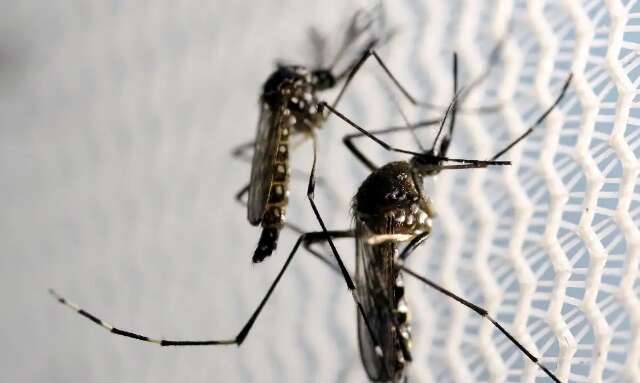 El Ni&ntilde;o e altas temperaturas favorecem aumento de casos de dengue