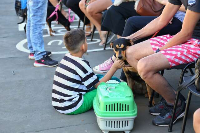 Com castra&ccedil;&atilde;o a R$ 500, mutir&atilde;o de servi&ccedil;o gr&aacute;tis alivia bolso de tutor