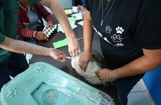 Gato recebe vacina durante ação da Subea (Foto: Paulo Francis)