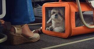 As companhias aéreas só permitem que a viagem seja feita com o pet dentro de uma caixa de transporte debaixo da poltrona da frente do tutor ou, em casos dos cães de porte médio/ grande, no bagageiro – Foto: Reprodução