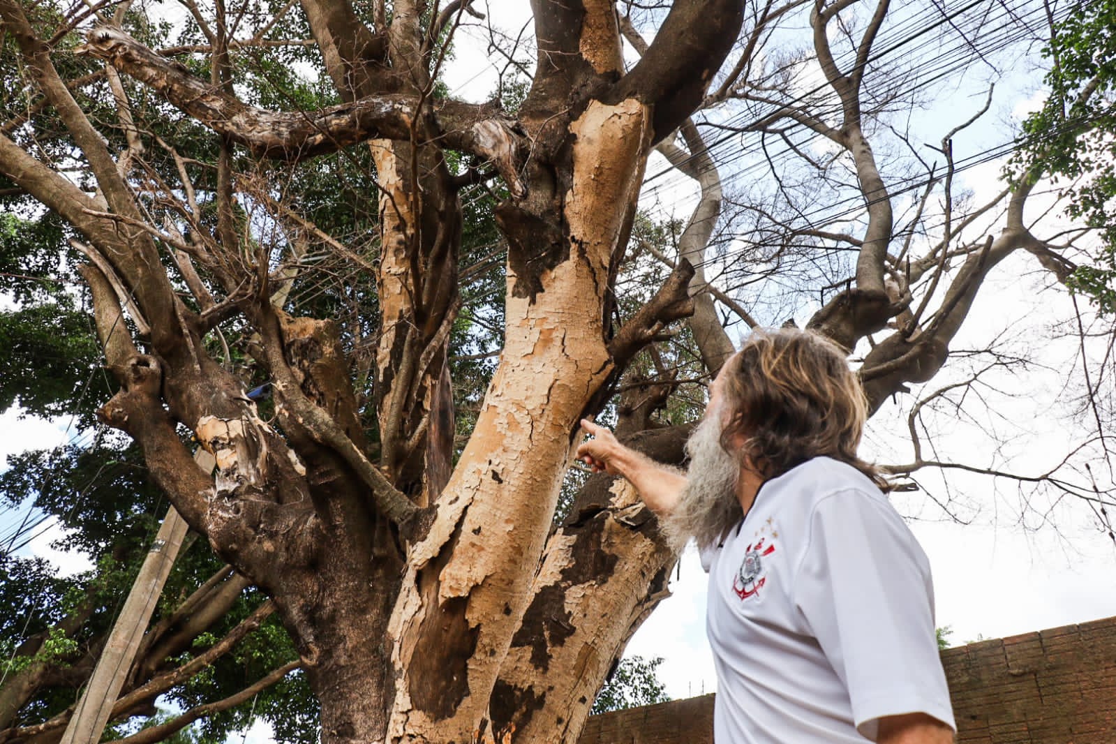 Fila de espera é longa e desde 2022 morador aguarda remoção de árvore na Capital