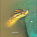 No Pantanal, idoso faz amizade com sucuri que tem até nome: “Joaninha”