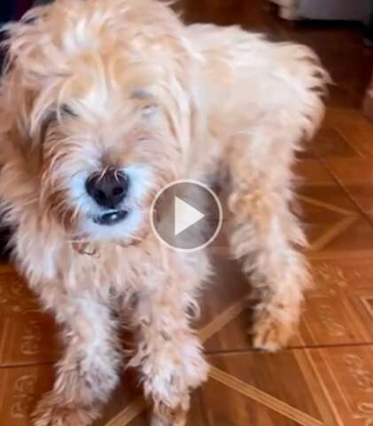 Homem &eacute; denunciado por quebrar pata de poodle ap&oacute;s dar &ldquo;vassourada&rdquo; em c&atilde;o