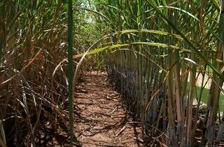 Plantação de cana-de-açúcar no Estado (Foto: Bruno Rezende/Governo de MS)
