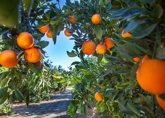 Iagro alerta para praga que afeta laranja e pode estar em mudas