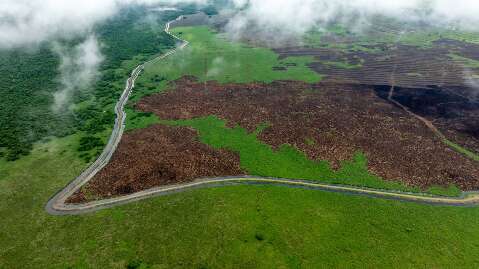 Fazendeiro é multado em R$ 5 milhões por desmatar Pantanal para plantar arroz