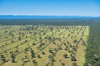 Imagem aérea de área degradada no Pantanal, com entorno de mata nativa (Foto: SOS Pantanal)