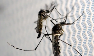 Mosquito Aedes aegypti, vetor responsável pela transmissão da dengue. (Foto: Marcello Casal Jr./Agência Brasil)