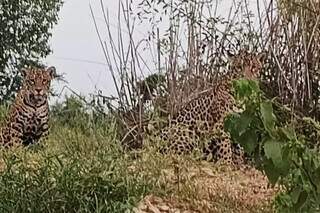 Os animais foram visto no Pantanal de Porto Murtinho (Foto:Reprodução/ Redes Sociais)